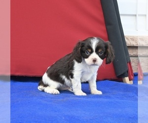 Cavalier King Charles Spaniel Puppy for sale in MILLERSBURG, OH, USA