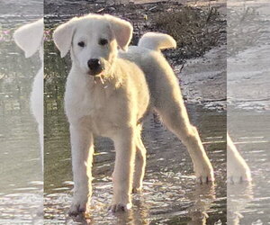 **LATTE - Female Aussie Pyrenees Dog for Adoption - Photo #3