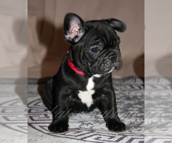 Medium Photo #3 French Bulldog Puppy For Sale in Moscow, Moscow, Russia