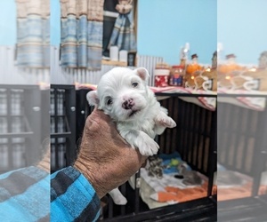 Maltese-Unknown Mix Puppy for sale in OLD APPLETON, MO, USA