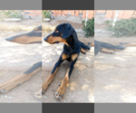 Small Photo #9 Doberman Pinscher Puppy For Sale in Apple Valley, CA, USA