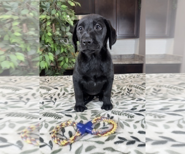 Medium Photo #1 Labrador Retriever Puppy For Sale in GREENWOOD, IN, USA