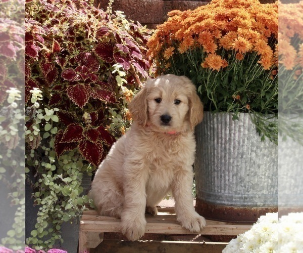 Medium Photo #2 Goldendoodle Puppy For Sale in FREDERICKSBURG, OH, USA