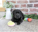 Brooke - Female Labrador Retriever Puppy for Sale - Photo #8