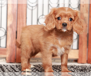 Cavapoo Puppy for Sale in NAPLES, Florida USA