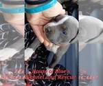 Small Photo #12 American Pit Bull Terrier Puppy For Sale in DELAWARE, OH, USA