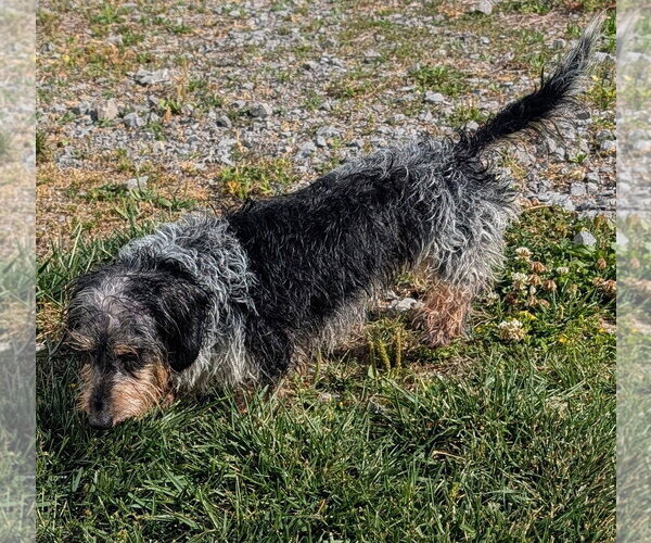 Medium Photo #8 Dachshund Puppy For Sale in Shelbyville, TN, USA