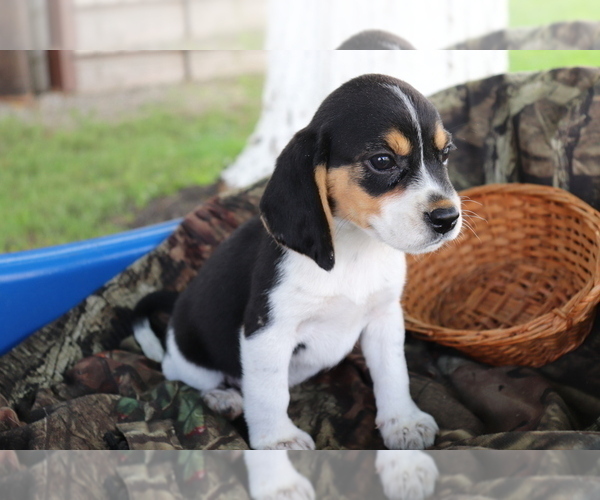 Medium Photo #4 Beagle Puppy For Sale in SHILOH, OH, USA