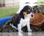 Small Photo #4 Beagle Puppy For Sale in SHILOH, OH, USA