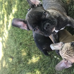 French Bulldog Puppy for sale in Oakwood, Ontario, Canada