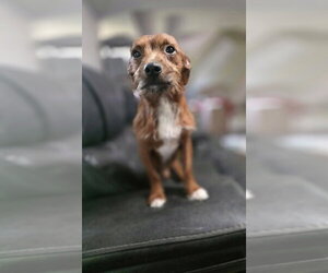 Dachshund-Unknown Mix Dogs for adoption in Aurora, IN, USA