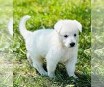 Small #2 German Shepherd Dog