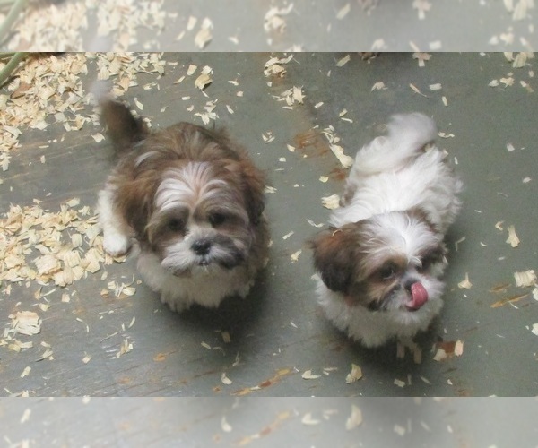 Medium Photo #27 Shih Tzu Puppy For Sale in CARROLLTON, GA, USA