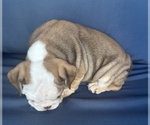 Small #18 English Bulldog
