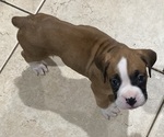 Small #7 Boxer