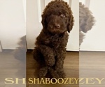 Puppy Boozey Labradoodle-Poodle (Standard) Mix