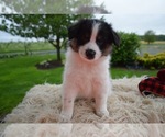 Small Photo #3 English Shepherd Puppy For Sale in HONEY BROOK, PA, USA