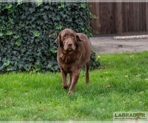 Labrador Retriever Dogs for adoption in Clovis, CA, USA
