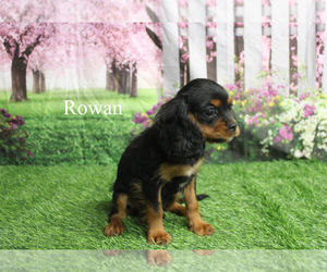 Cavalier King Charles Spaniel Puppy for sale in CHANUTE, KS, USA