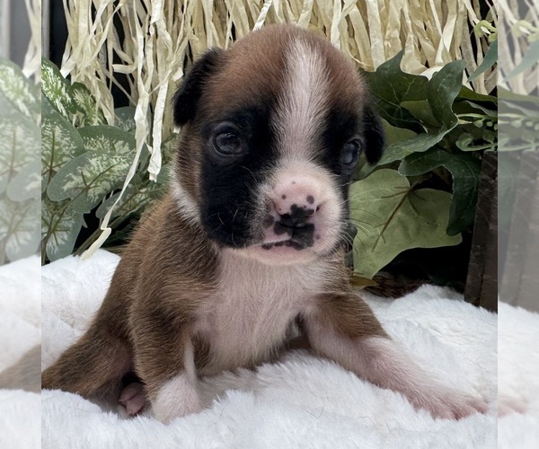 Medium Photo #5 Boxer Puppy For Sale in PAWNEE CITY, NE, USA