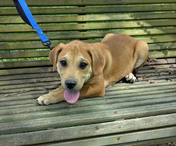 Medium Photo #2 Labrador Retriever-Unknown Mix Puppy For Sale in Milner, GA, USA