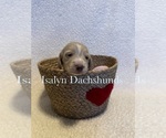 Puppy Light blue Dachshund