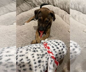 Mutt Dogs for adoption in Winter, WI, USA