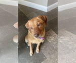 Small #1 Golden Labrador
