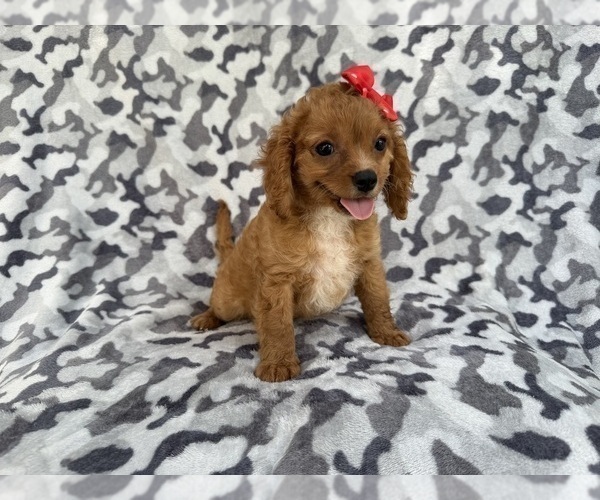Medium Photo #7 Cavapoo (Miniature) Puppy For Sale in LAKELAND, FL, USA