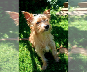 Cairn Terrier-Unknown Mix Dogs for adoption in Plainfield, IL, USA