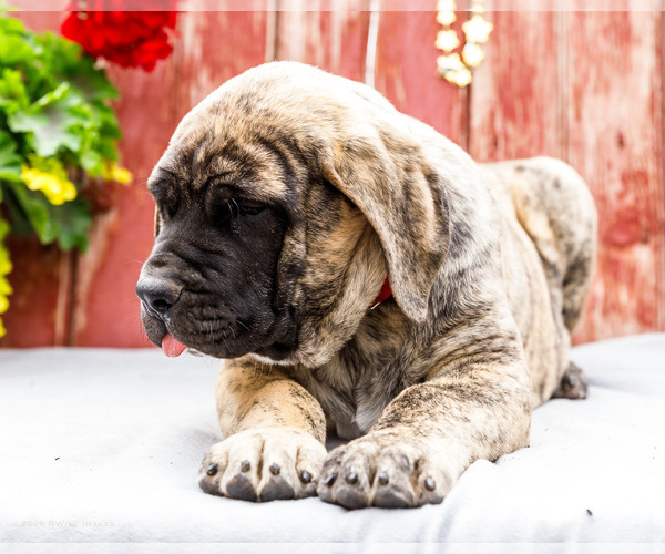 Medium Photo #28 Mastiff Puppy For Sale in WAKARUSA, IN, USA