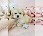 Small #6 Morkie