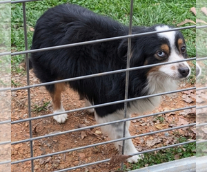 Father of the Miniature Australian Shepherd puppies born on 04/17/2025