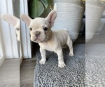 Small Photo #36 French Bulldog Puppy For Sale in SAN BERNARDINO, CA, USA