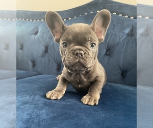 French Bulldog Puppy for sale in HOUSTON, TX, USA