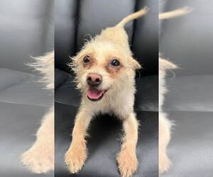 Poodle (Miniature)-Unknown Mix Dogs for adoption in Pacolet, SC, USA