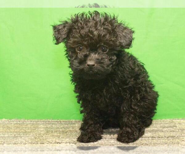Medium Photo #5 Poodle (Toy) Puppy For Sale in SHAWNEE, OK, USA