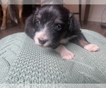 Small #8 Australian Shepherd