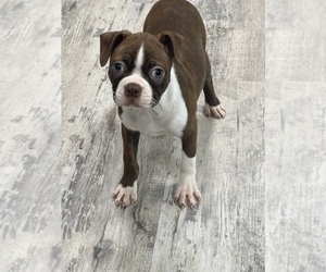 Boston Terrier Puppy for sale in MARTINSVILLE, IN, USA