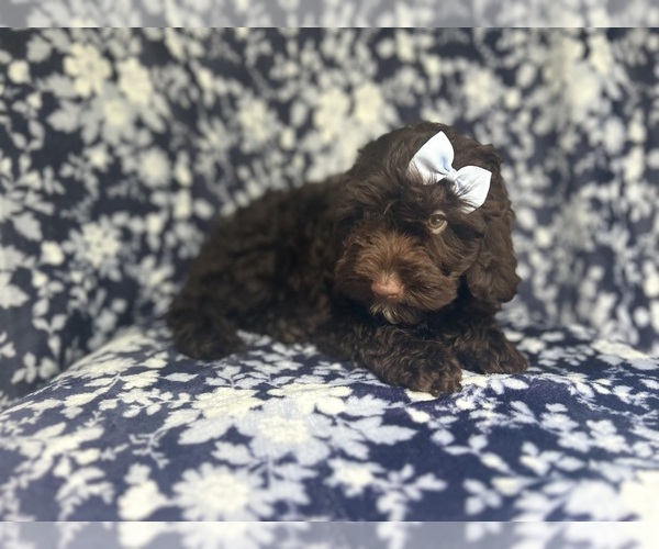 Medium Photo #10 Cock-A-Poo Puppy For Sale in LAKELAND, FL, USA