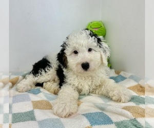 Miniature Bernedoodle Puppy for sale in FRANKLIN, IN, USA