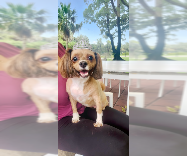 Medium Photo #2 Shih Tzu-Unknown Mix Puppy For Sale in Weston, FL, USA