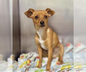 Chihuahua Dogs for adoption in Bakersfield, CA, USA