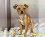 Small Chihuahua