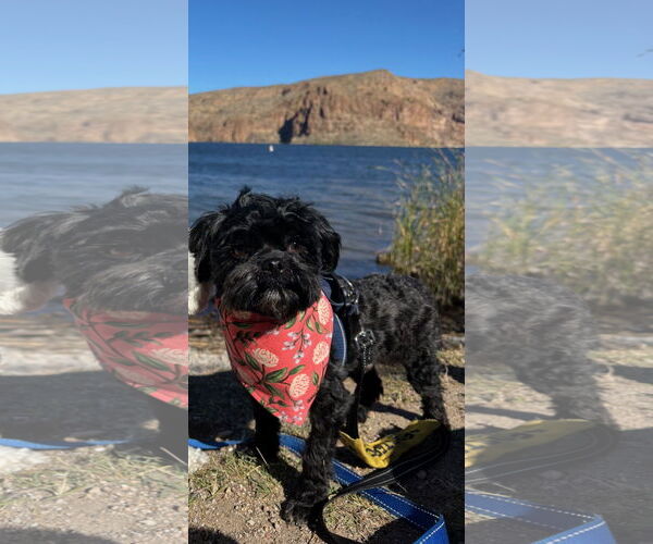 Medium Photo #2 Shih-Poo Puppy For Sale in Phoenix, AZ, USA