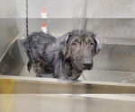 Small #7 Labrador Retriever Mix