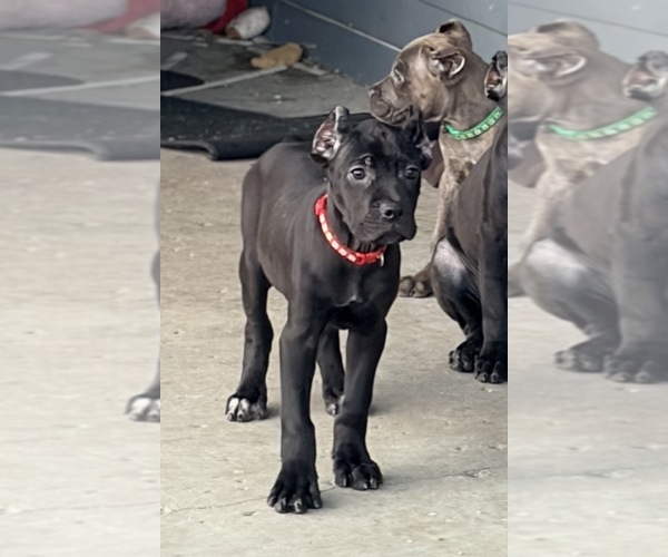 Medium Photo #24 Cane Corso Puppy For Sale in ANDERSON, IN, USA