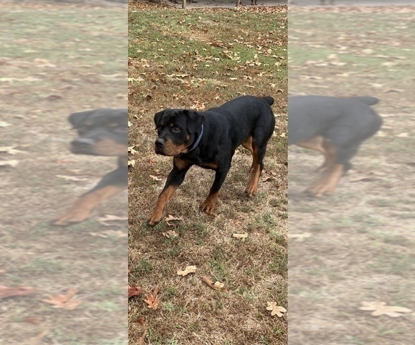 Medium Photo #4 Rottweiler Puppy For Sale in SHELL KNOB, MO, USA