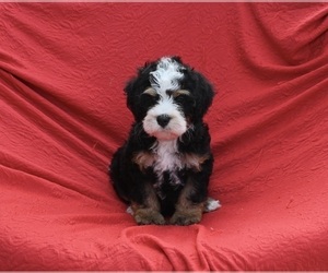 Bernedoodle (Miniature) Puppy for sale in SUGARCREEK, OH, USA