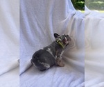 Small Photo #7 French Bulldog Puppy For Sale in NORTH MYRTLE BEACH, SC, USA